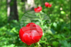 Село Тодорово - червен божур - любопитно