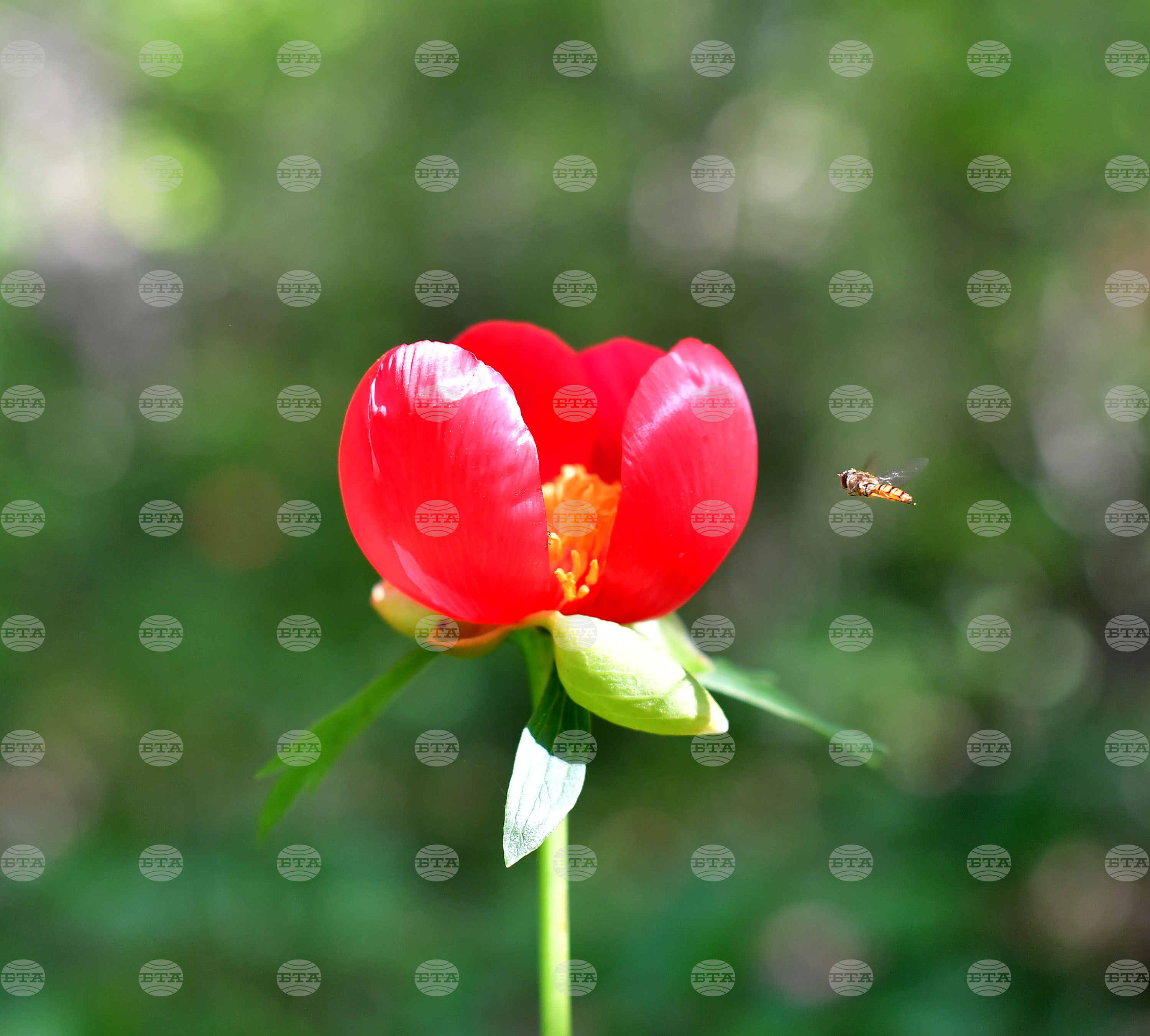 Село Тодорово - червен божур - любопитно