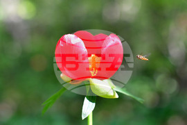 Село Тодорово - червен божур - любопитно