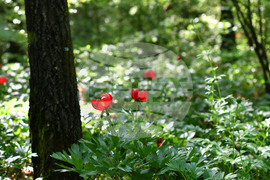 Село Тодорово - червен божур - любопитно