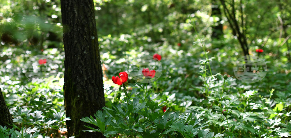 Село Тодорово - червен божур - любопитно