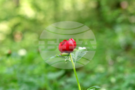 Село Тодорово - червен божур - любопитно