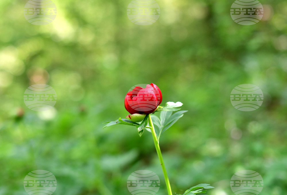 Село Тодорово - червен божур - любопитно