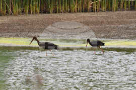 Село Малък Поровец - птици - любопитно