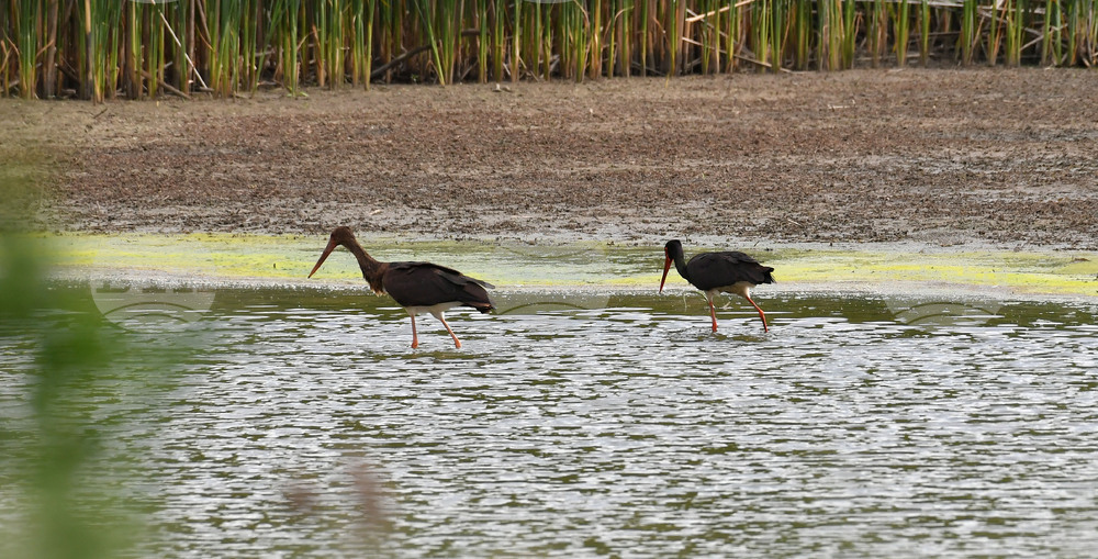 Село Малък Поровец - птици - любопитно