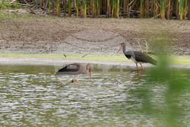 Село Малък Поровец - птици - любопитно