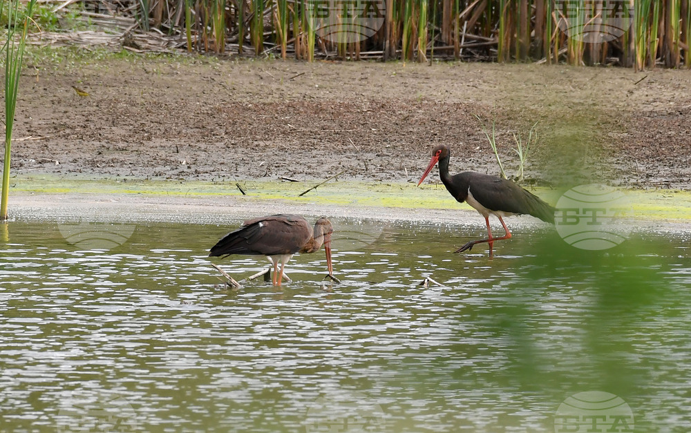Село Малък Поровец - птици - любопитно