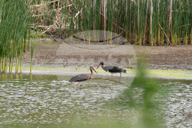 Село Малък Поровец - птици - любопитно