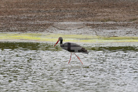 Село Малък Поровец - птици - любопитно