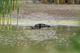Село Малък Поровец - птици - любопитно