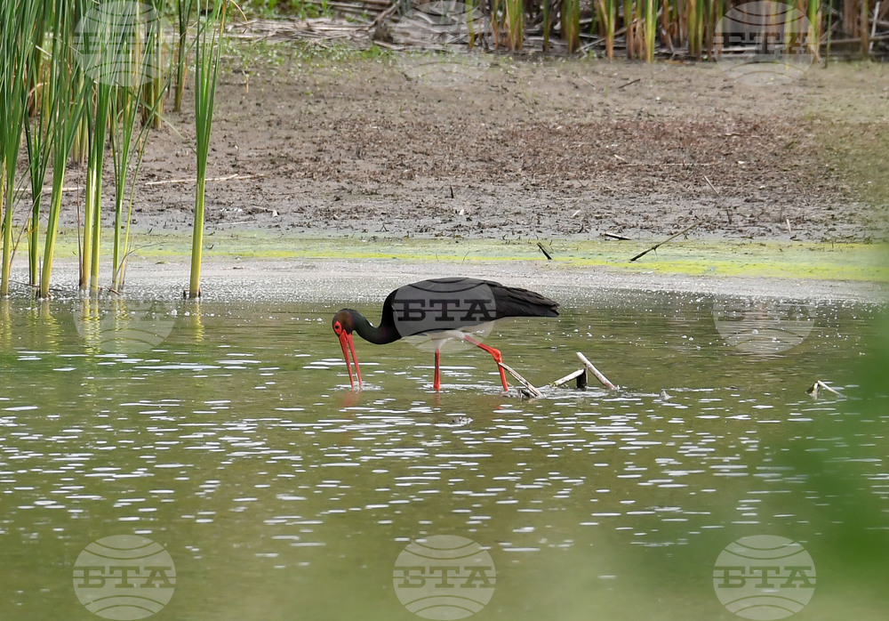 Село Малък Поровец - птици - любопитно