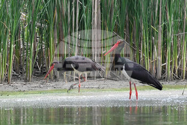 Село Малък Поровец - птици - любопитно