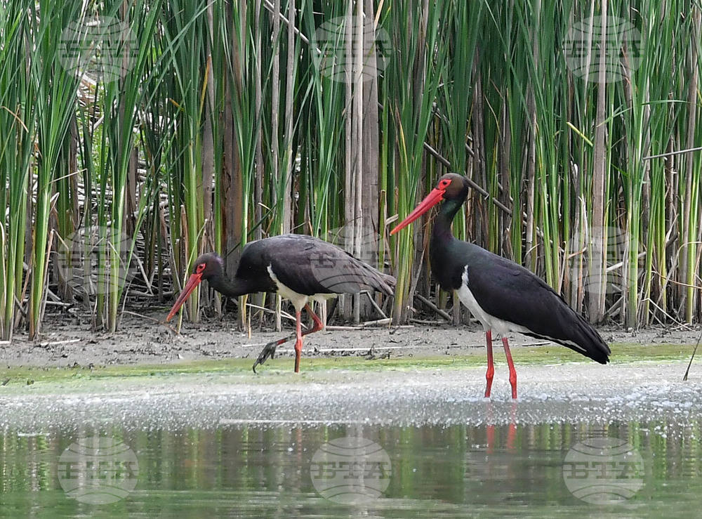 Село Малък Поровец - птици - любопитно