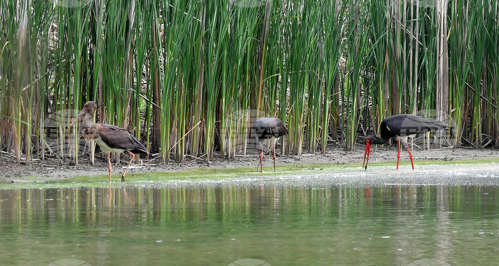 Село Малък Поровец - птици - любопитно