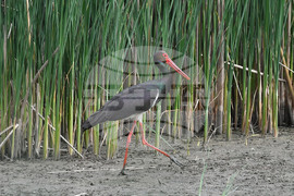 Село Малък Поровец - птици - любопитно