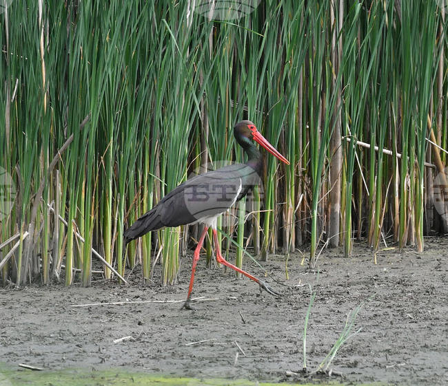 The Weather on July 17