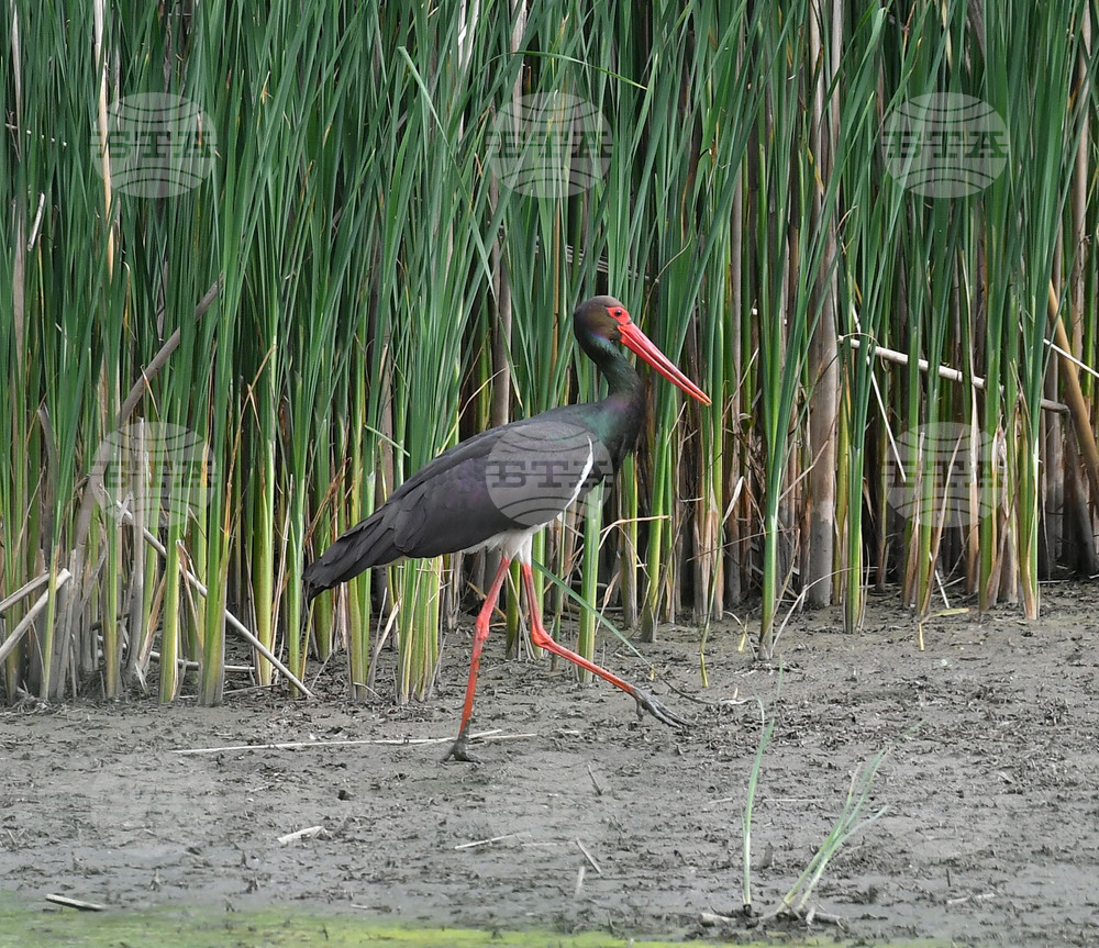 Село Малък Поровец - птици - любопитно