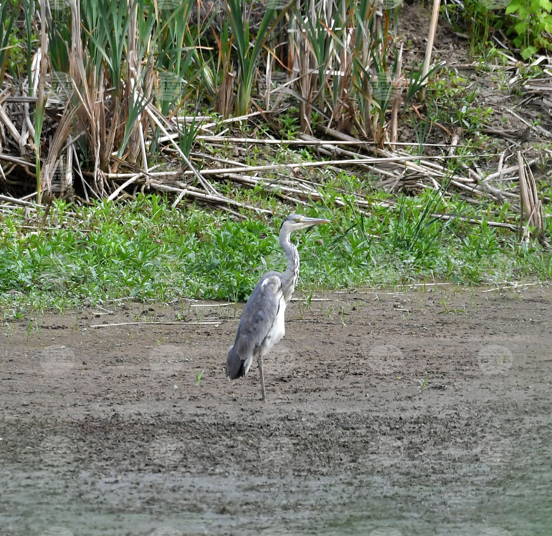 Село Малък Поровец - птици - любопитно