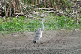 Село Малък Поровец - птици - любопитно