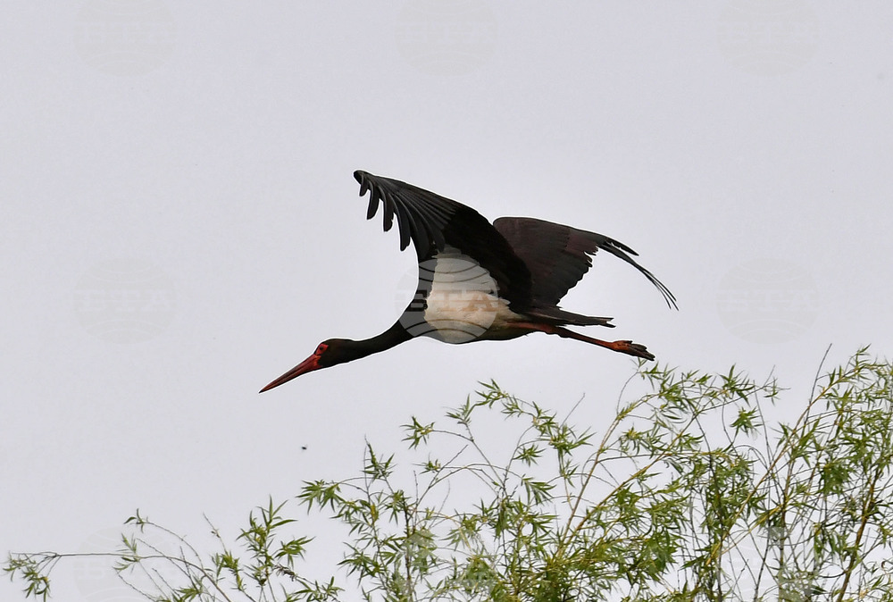Село Малък Поровец - птици - любопитно