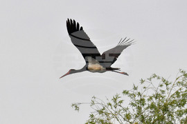 Село Малък Поровец - птици - любопитно