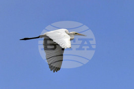 Село Малък Поровец - птици - любопитно