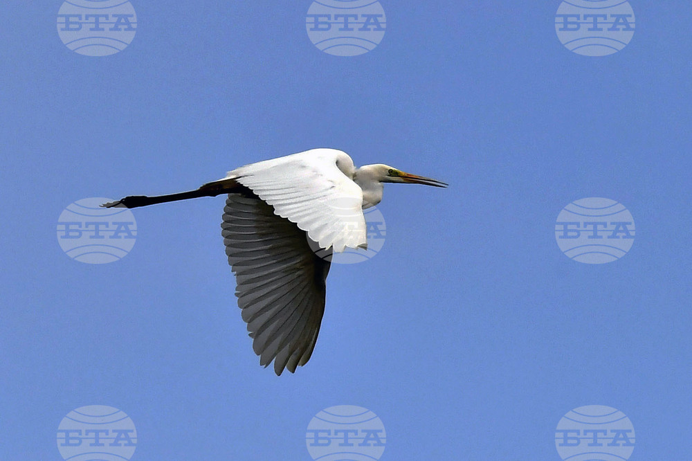Село Малък Поровец - птици - любопитно