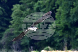 Село Малък Поровец - птици - любопитно