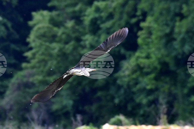 Отбелязваме Международния ден на мигриращите птици