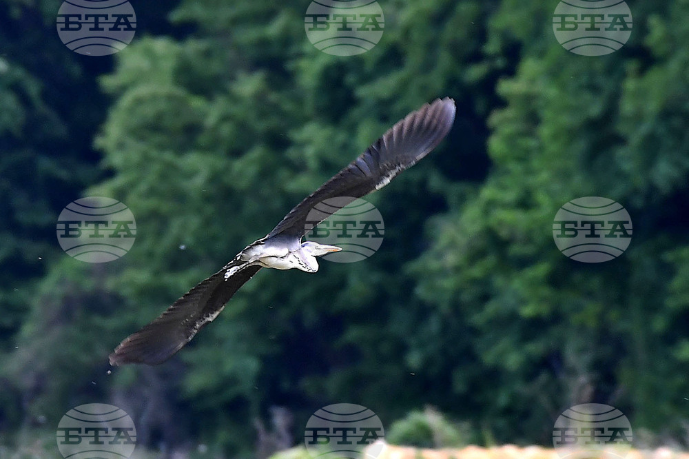 Село Малък Поровец - птици - любопитно