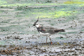 Село Малък Поровец - птици - любопитно