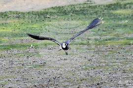 Село Малък Поровец - птици - любопитно