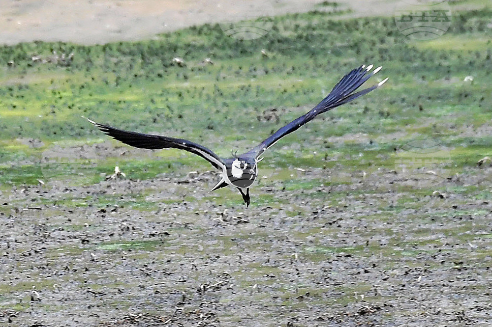 Село Малък Поровец - птици - любопитно