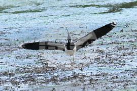 Село Малък Поровец - птици - любопитно
