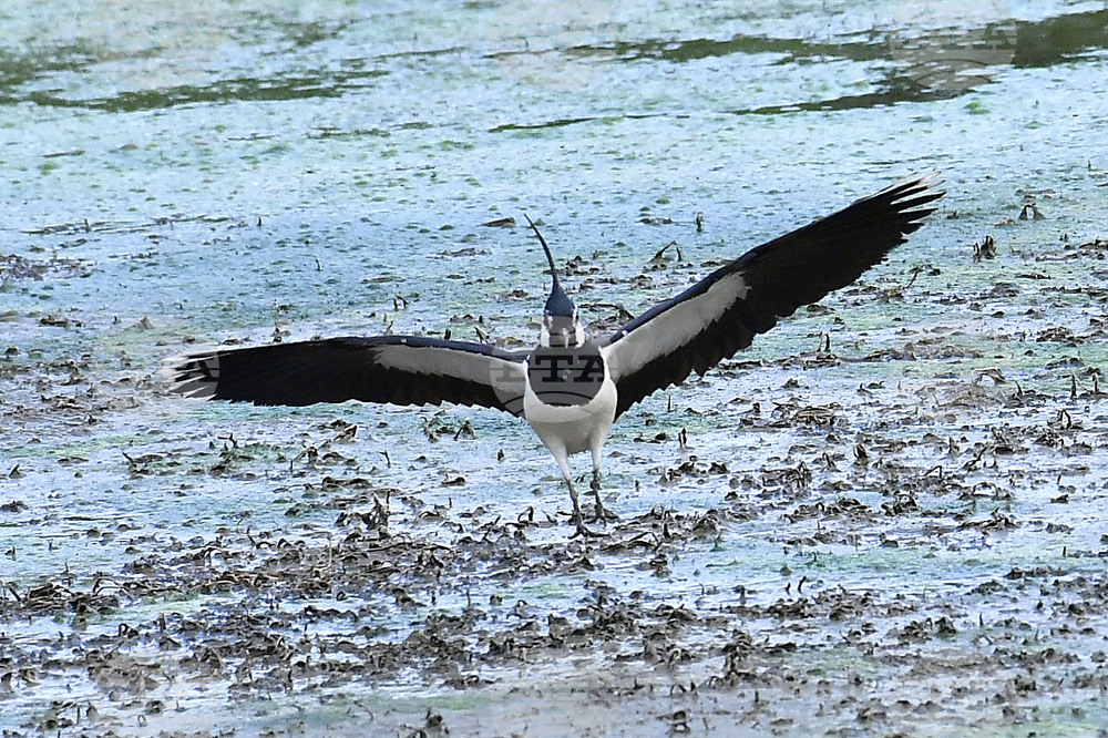 Село Малък Поровец - птици - любопитно