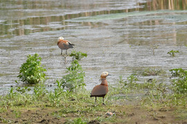 Село Малък Поровец - птици - любопитно