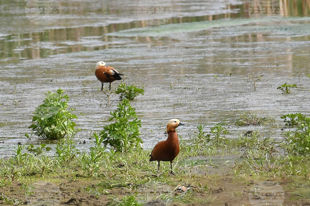Село Малък Поровец - птици - любопитно