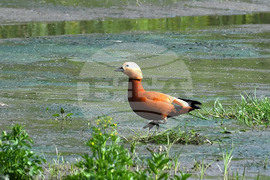 Село Малък Поровец - птици - любопитно