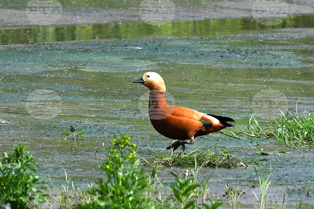 Село Малък Поровец - птици - любопитно