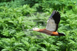 Село Малък Поровец - птици - любопитно