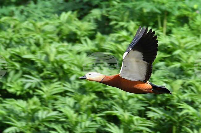 Село Малък Поровец - птици - любопитно