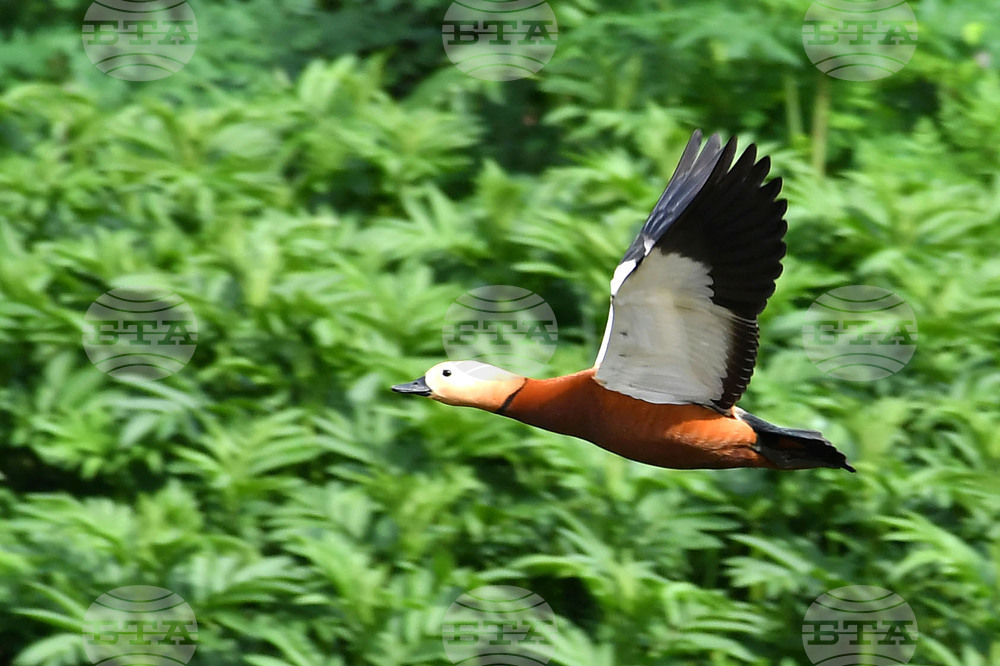 Село Малък Поровец - птици - любопитно