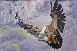 Русе - изложба - посланик Мачей Шимански