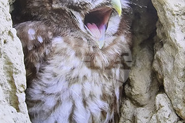 Русе - изложба - посланик Мачей Шимански