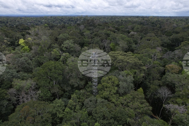 Учени откриха в Панама тропическо дърво, което оцелява след удар от мълния