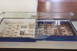 Плевен - изложба - музейно дело