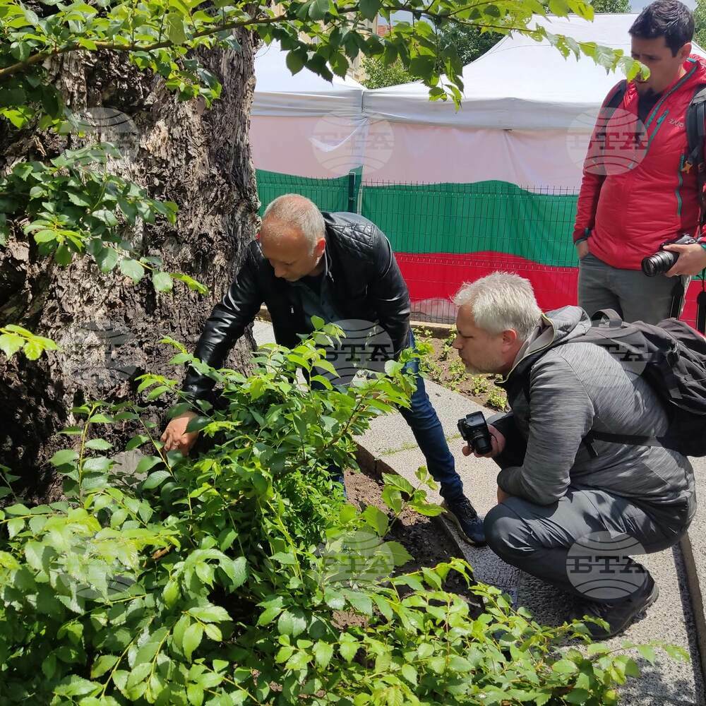 Община Сливен: Експерти от Лесотехническия университет бяха в Сливен заради Стария бряст
