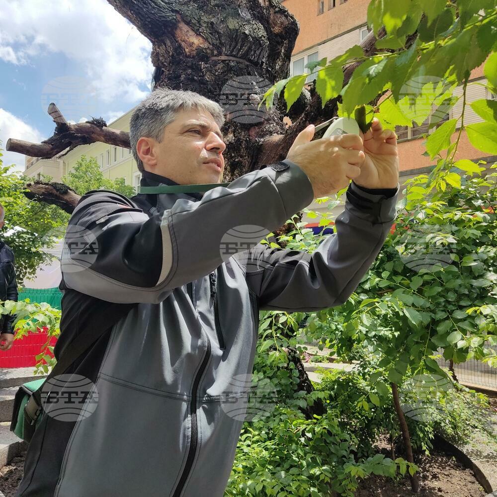 Специалисти правят изследвания на Стария бряст в Сливен