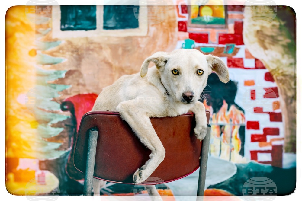 Photo Exhibition Marks Start of Campaign for Finding Stray Dogs a Home