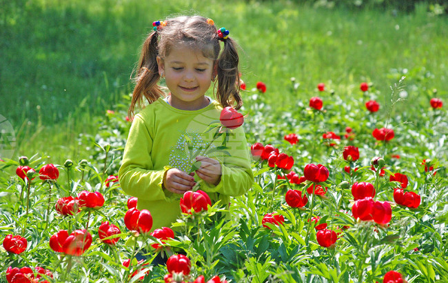 Празник на божура